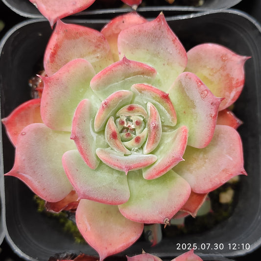 QN278 ラウレンシス（6cm pot）