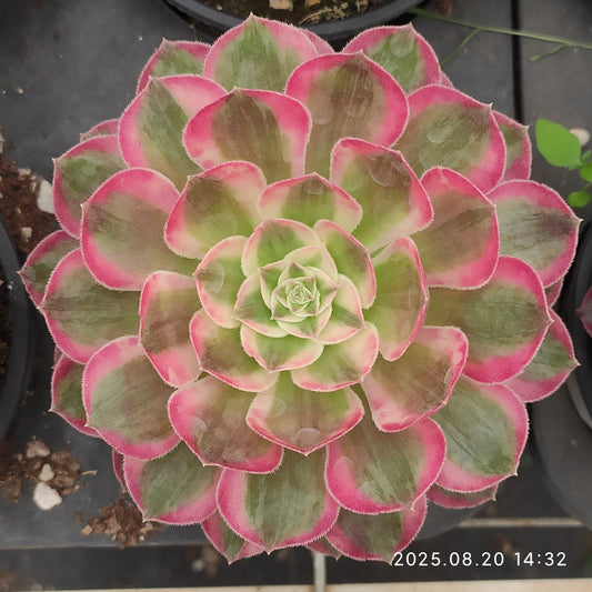 ON717 ピーコック　フェザーズ（12cm pot）