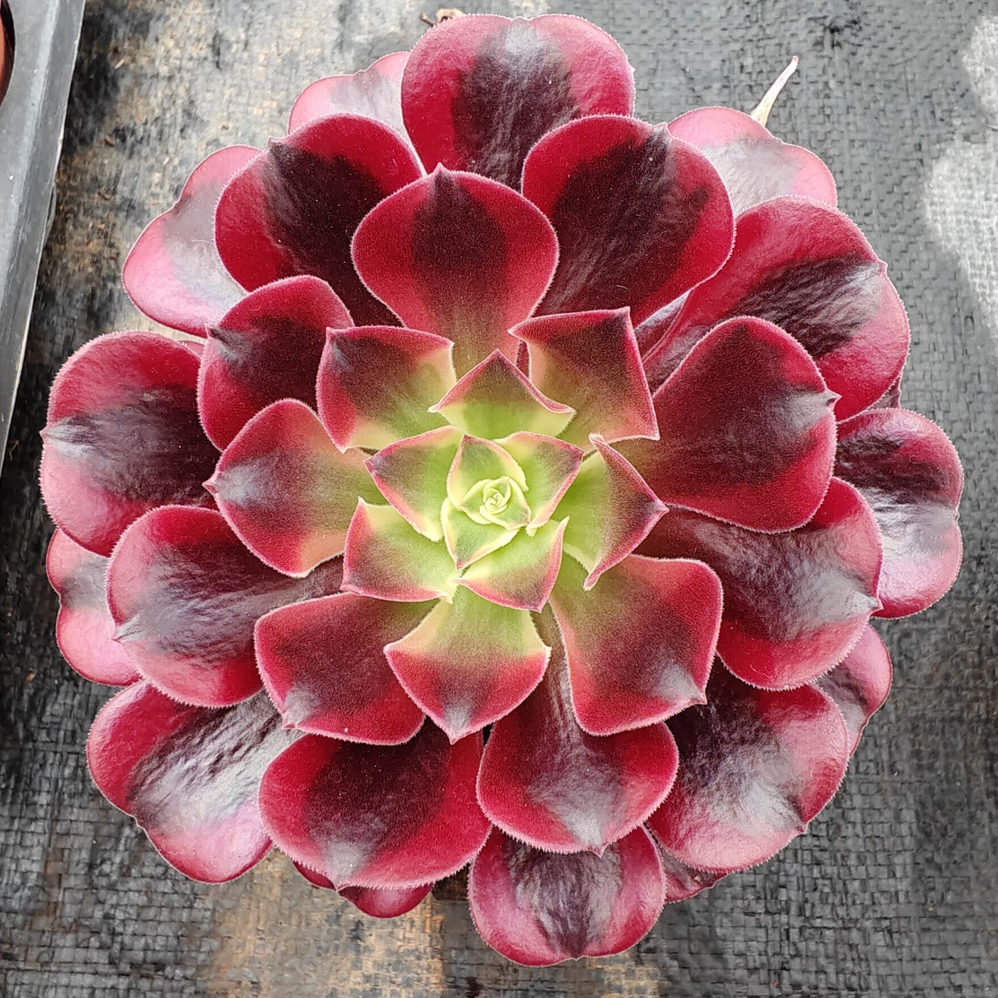 ZXX268 メドゥーサー (12cm pot)