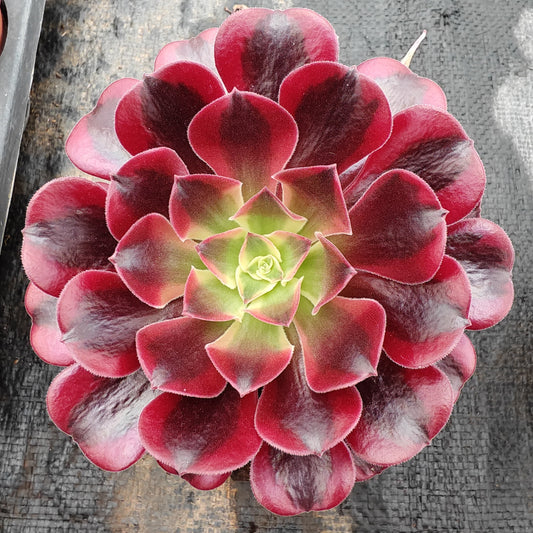 ZXX268 メドゥーサー (12cm pot)