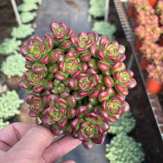 22944 丸葉松之綠（12cm pot）