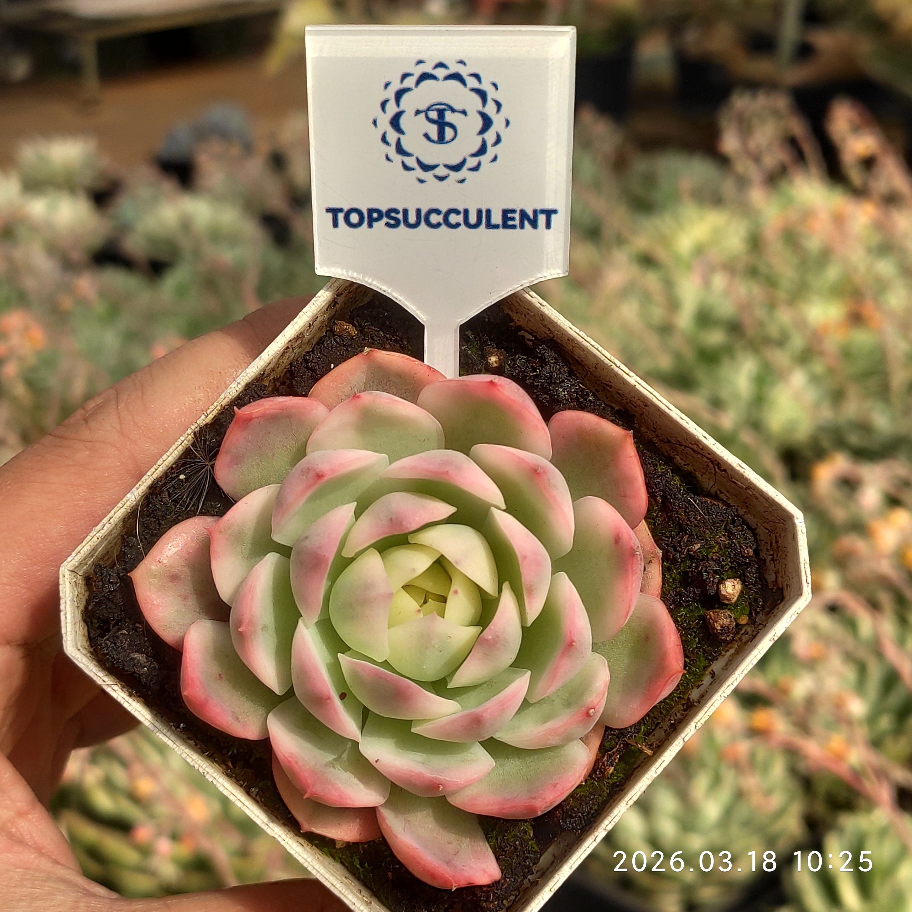精選 単頭苗一覧 – Top Succulent®