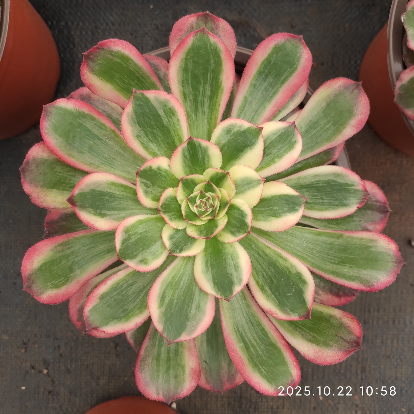 THH091 クラウド・ロータス（18cm pot）