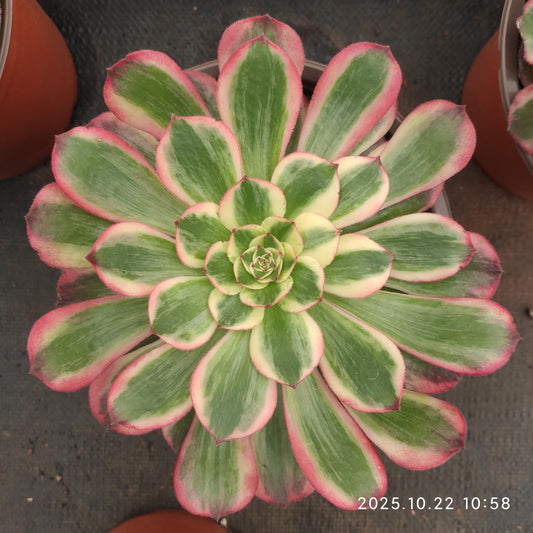 THH091 クラウド・ロータス（18cm pot）