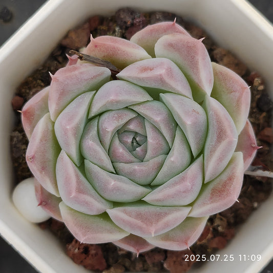 NGN026 アテナ（7cm pot）