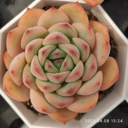 WWA191 アグリーコブ (7cm pot)