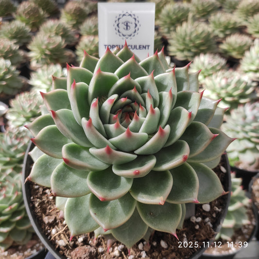 15605 トスカーナ（18cm pot）