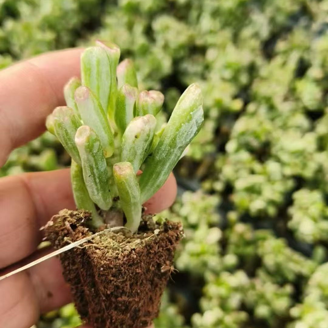 22025  クラッスラ　オブリくア　ゴルム錦（5cm pot）（ポット苗）