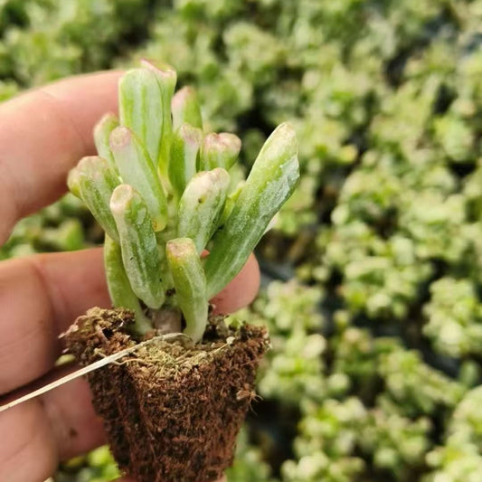 22025  クラッスラ　オブリくア　ゴルム錦（5cm pot）（ポット苗）