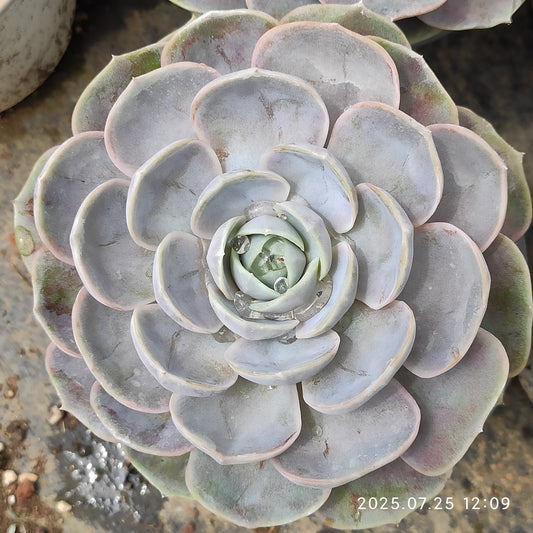 NGN364 ブルーサプライズ（12cm pot）