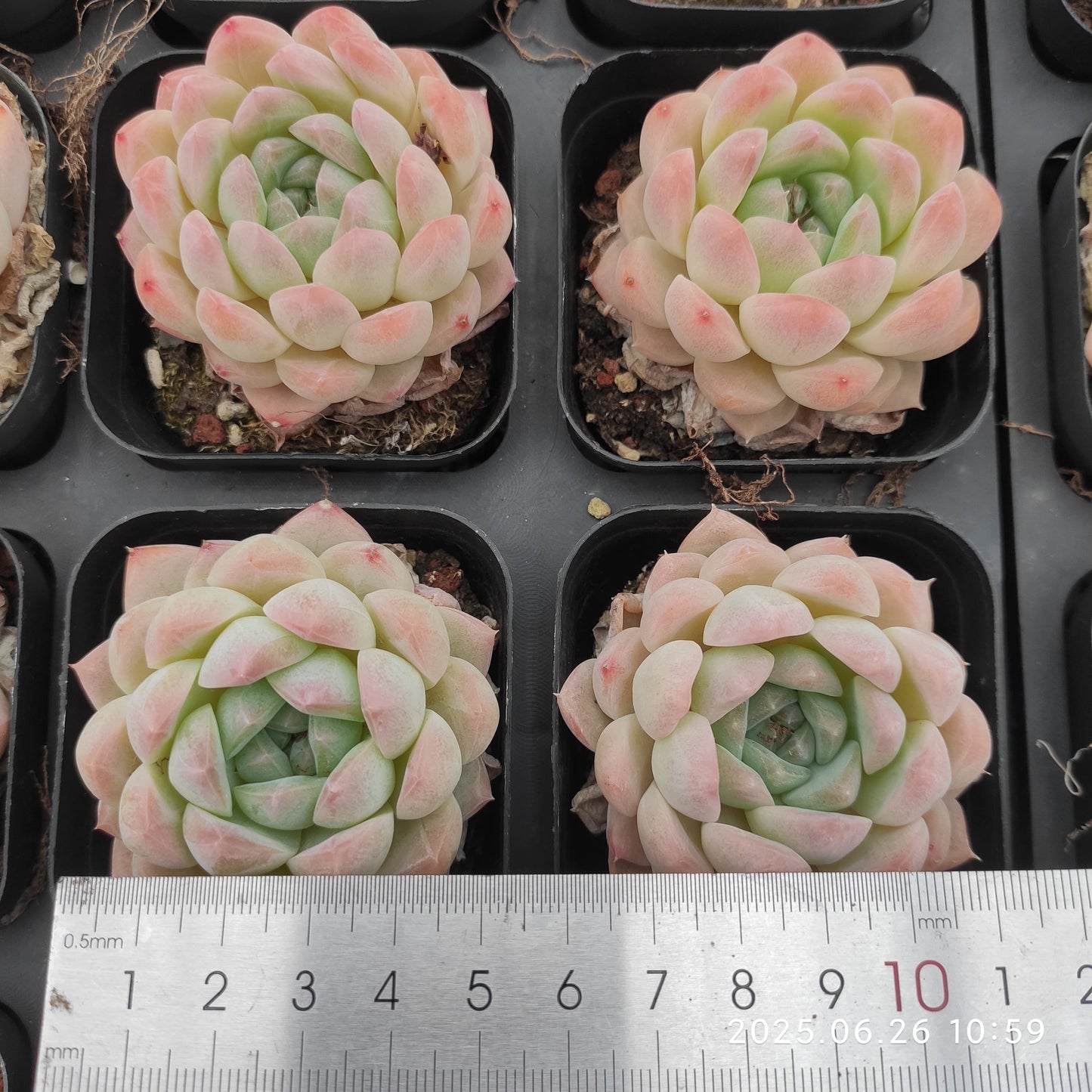 LMM401 クリームローズ Hyb（7cm pot）