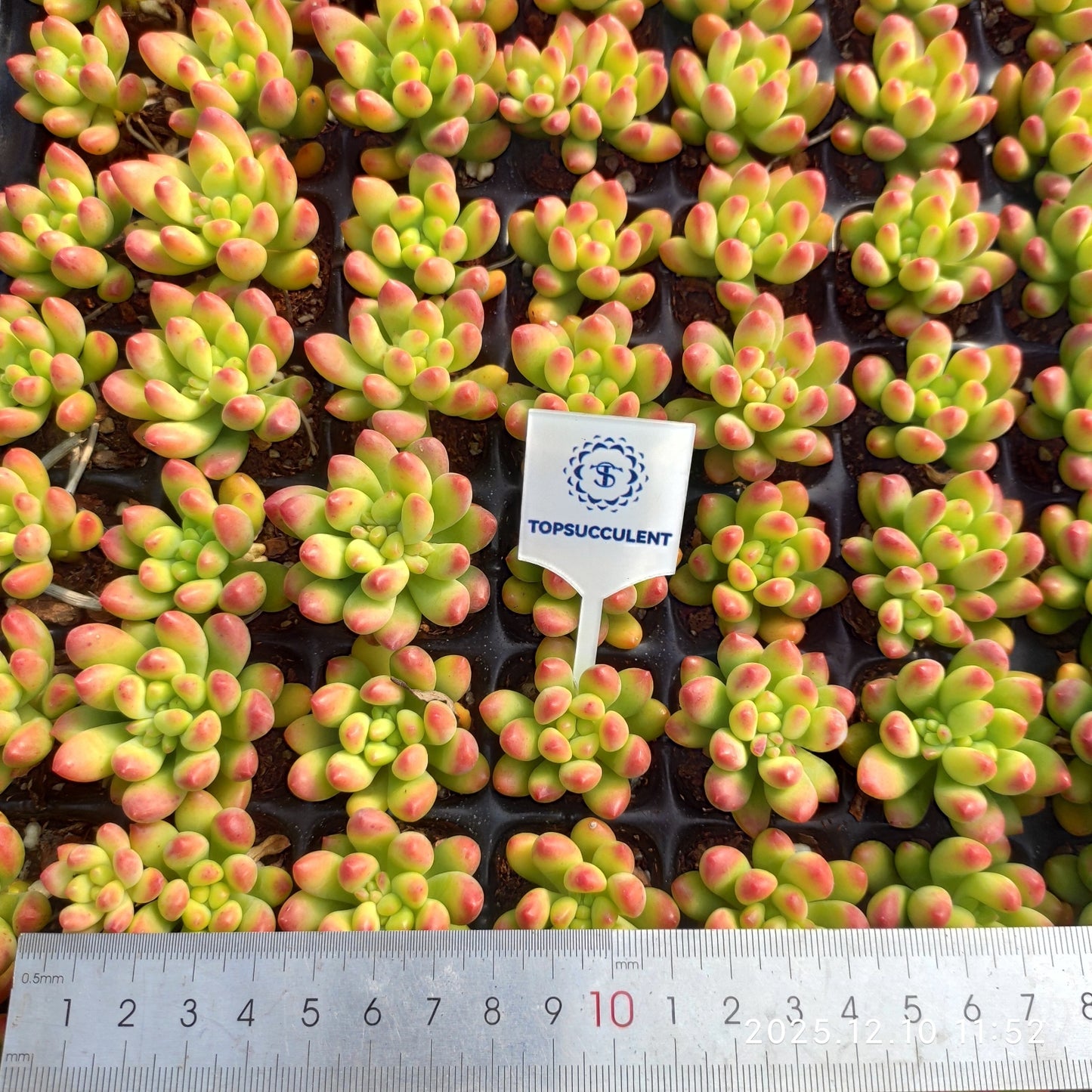 23360 アリス　エブンズ