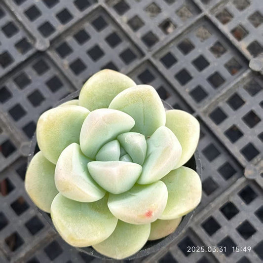 HH137 ジェイドバタフライ（5cm pot）
