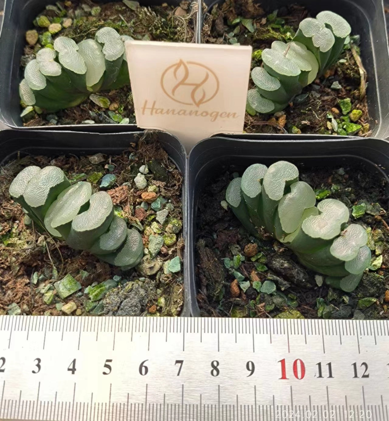 7353 白磁レンズ ハクジレンズ