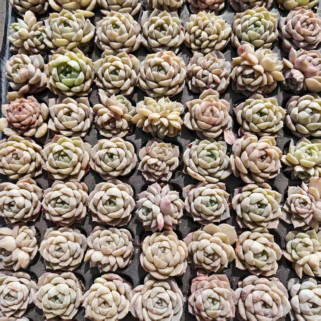 22121  アイスドール