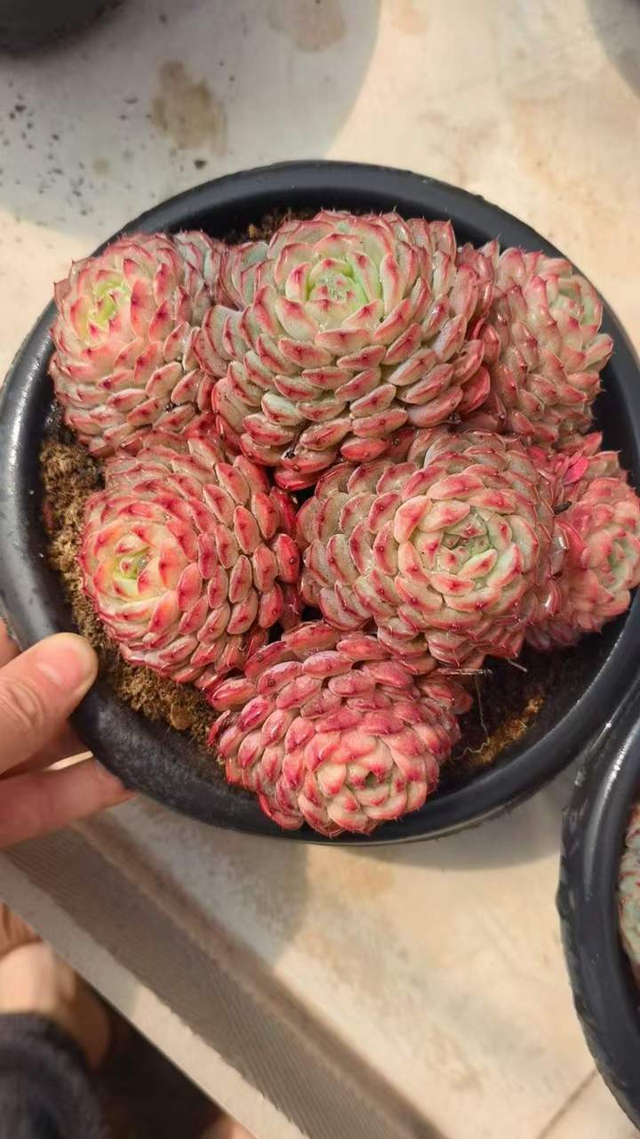 26560 ワイト　ファット