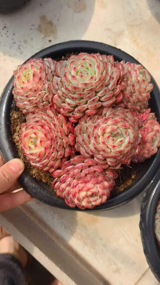 26560 ワイト　ファット