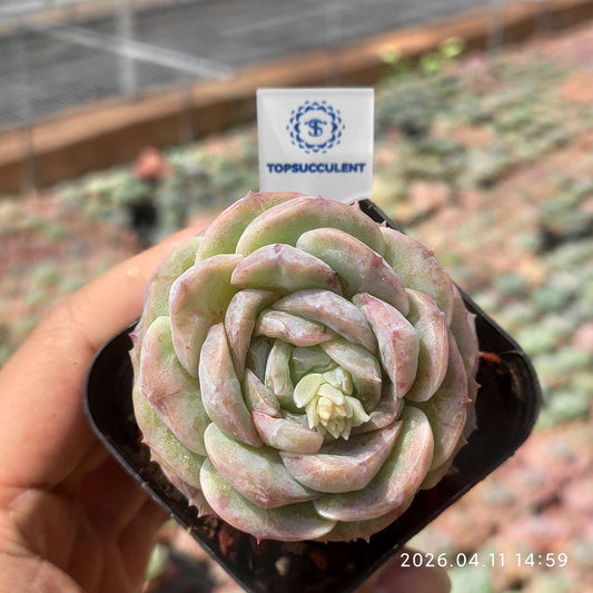 361470 アイシー エンプレス