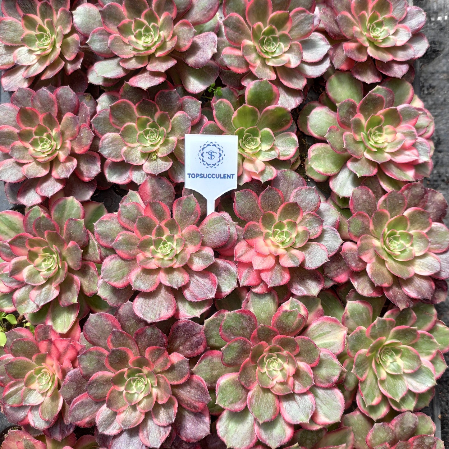 24617 ブラック　デビル