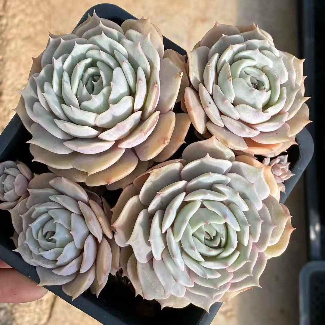 23550 ローラ（12cm pot）