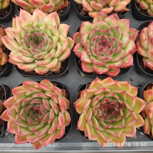 LMM432 グラドネス（6.5cm pot）