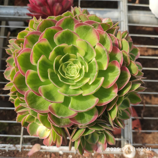 YS274 アエオニウム　シーキング（17cm pot）