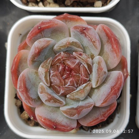 MMY812 ドードー（5.5cm pot）