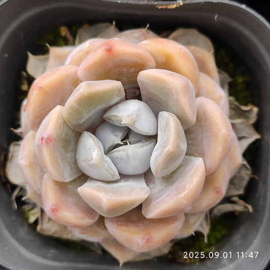 QN243 タイニーバーガー（7cm pot）