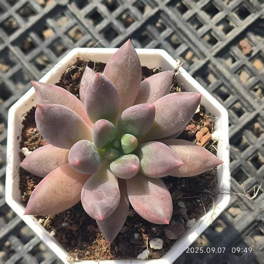 FFH332 チェリーズ（6.5cm pot）