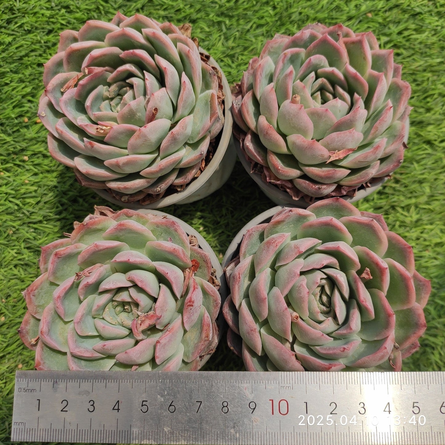 NGN491 ピンクエレガンス（9cm pot）