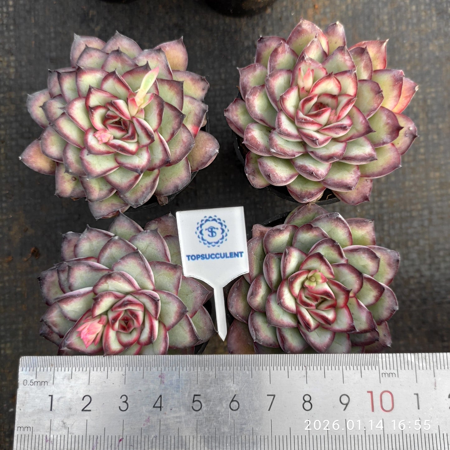 19243 メキシコプリドニス