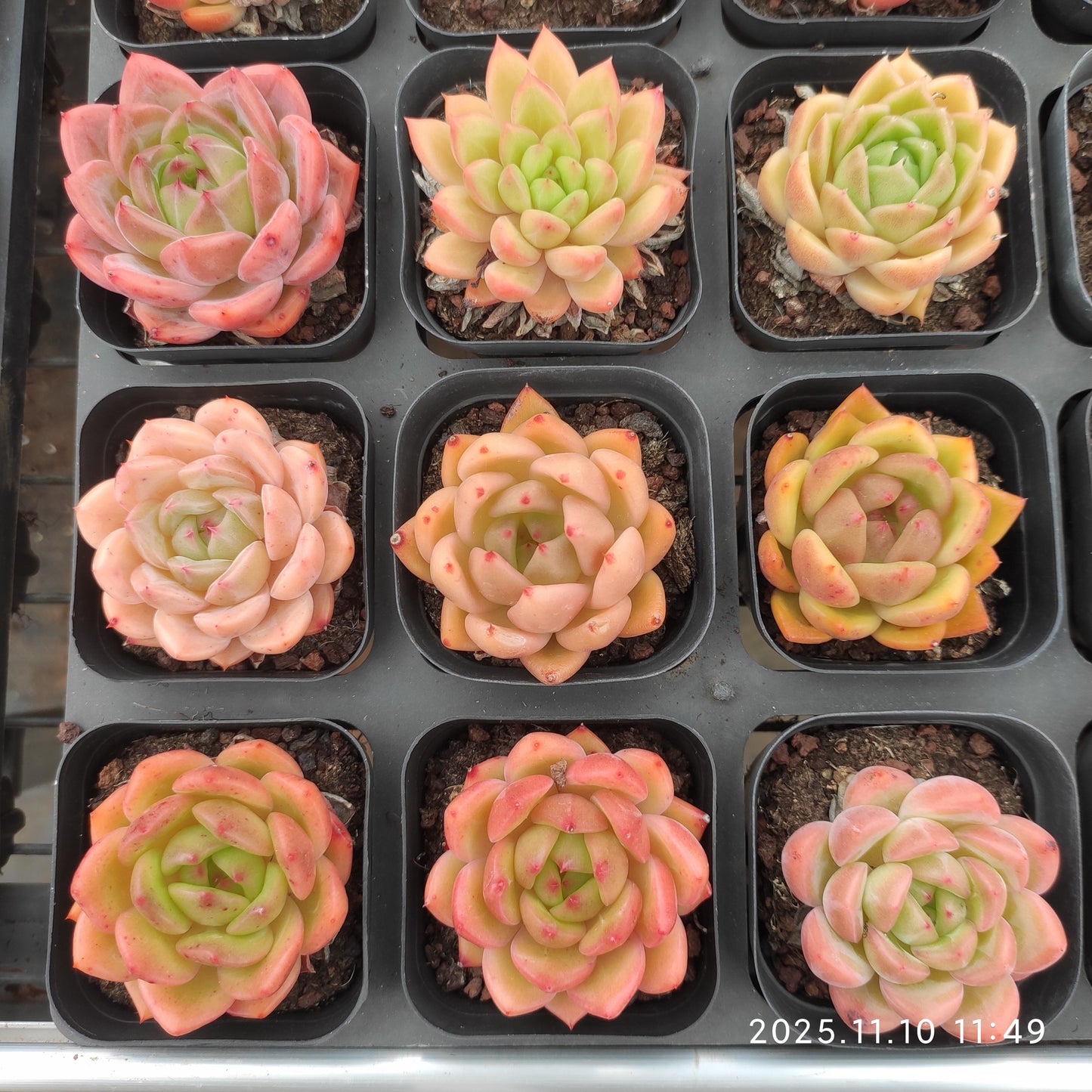 22578  レッドキング Hyb（6.5cm pot）