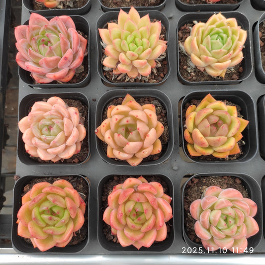 22578  レッドキング Hyb（6.5cm pot）