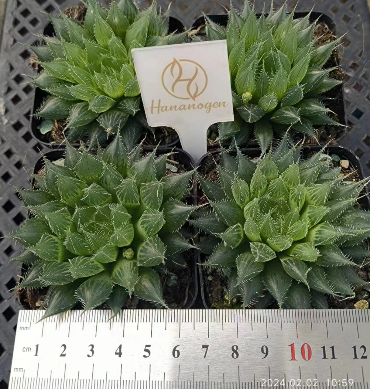 7419 ムルチフオリア