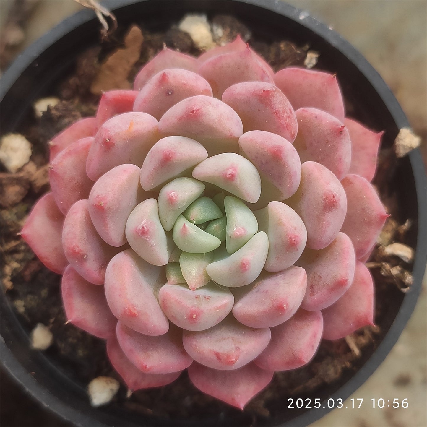 ZX191 マッチメーカー(5.5cm pot)