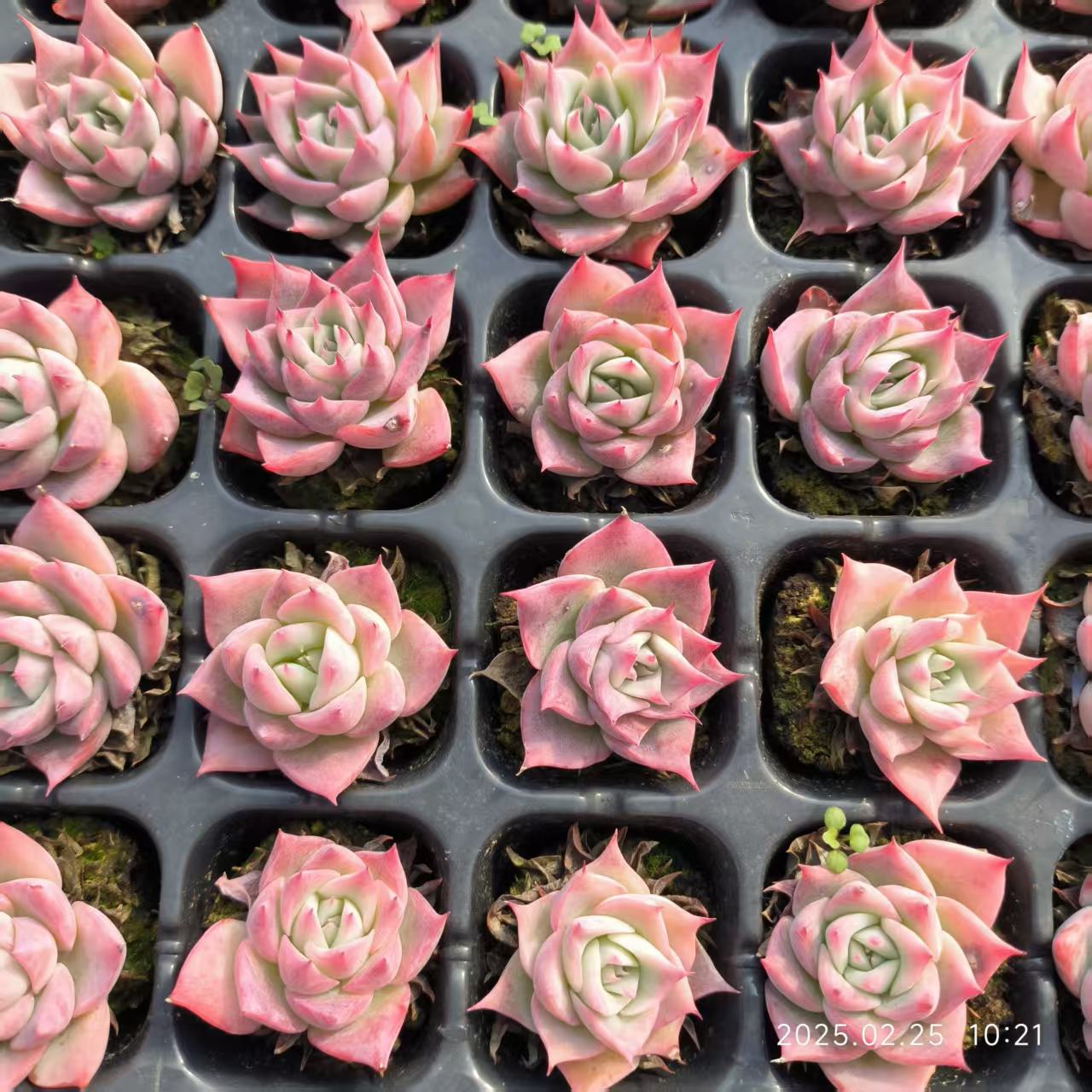 XS793 スカイワールド(3cm pot)