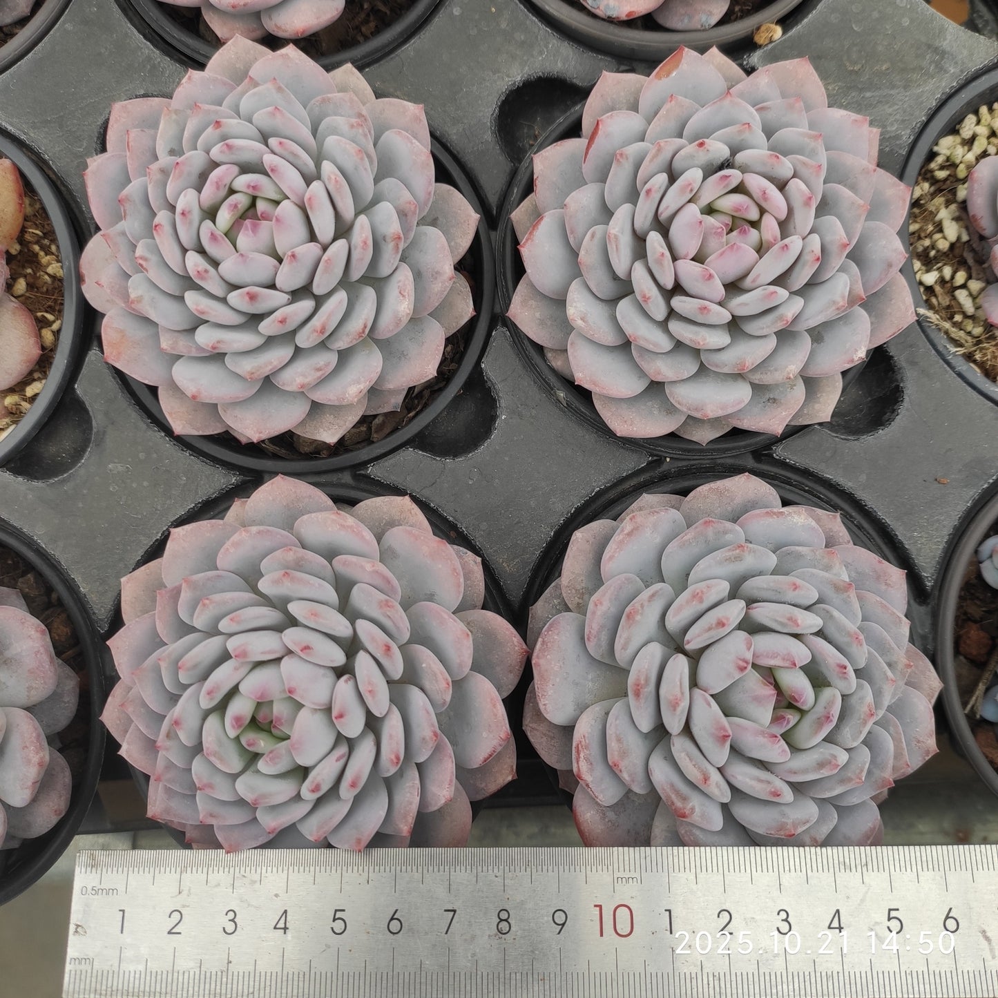 MMY608 ジェイドモンロー （9cm pot）