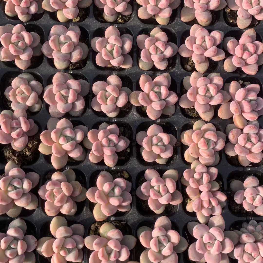 25430 サクラ フロスト