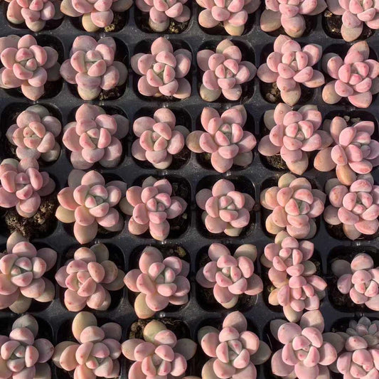 25430 サクラ フロスト