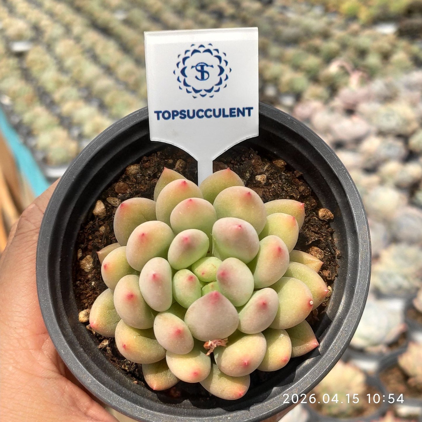 361542 イェオンジャー