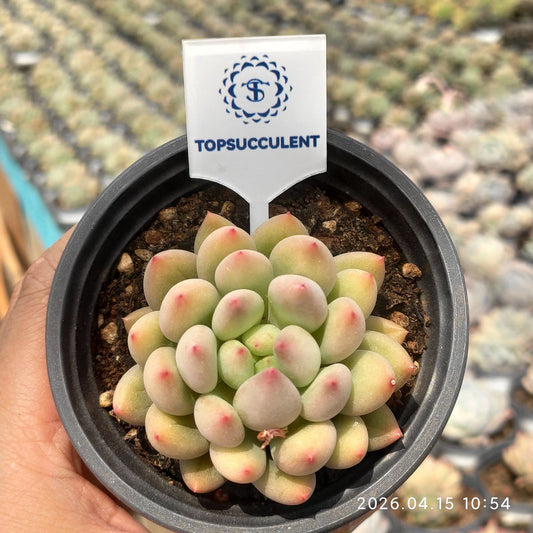 361542 イェオンジャー