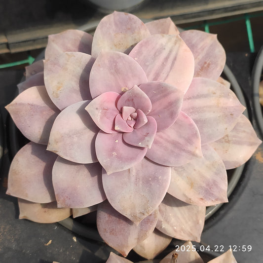 MMY1064 スーパーバム錦（12.5cm pot）