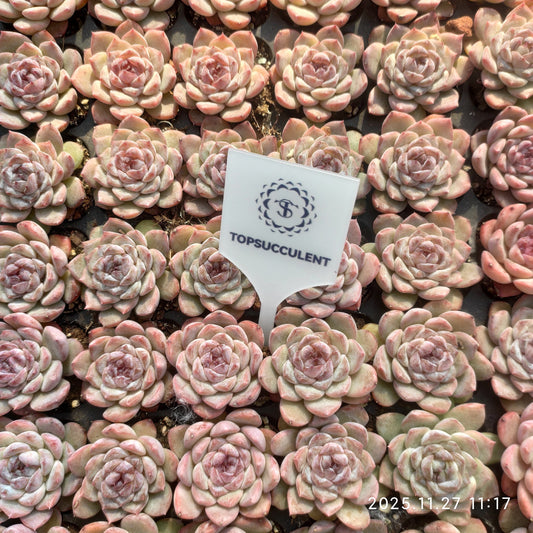 22400 アイス（3cm pot）（ポット苗）