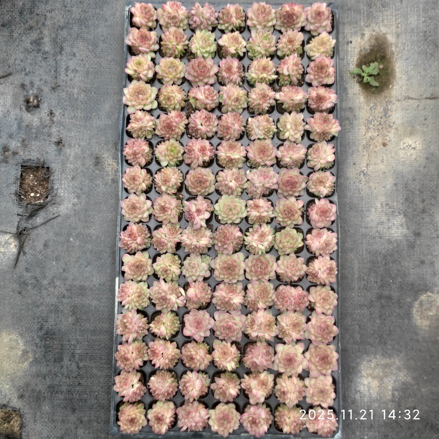 22128  レッドクィーン（3cm pot）（ポット苗）