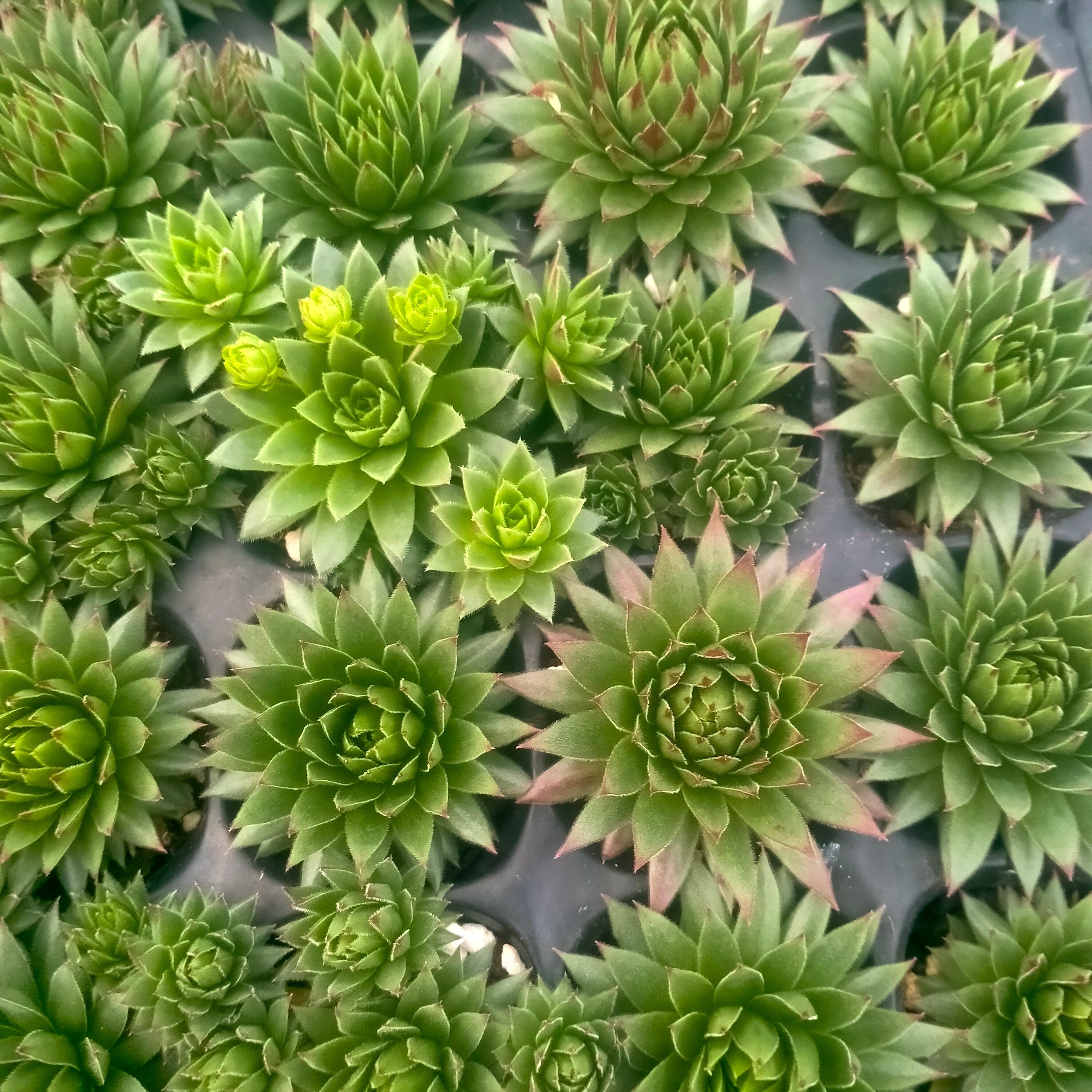 プラグトレー苗 20260101 – Top Succulent®