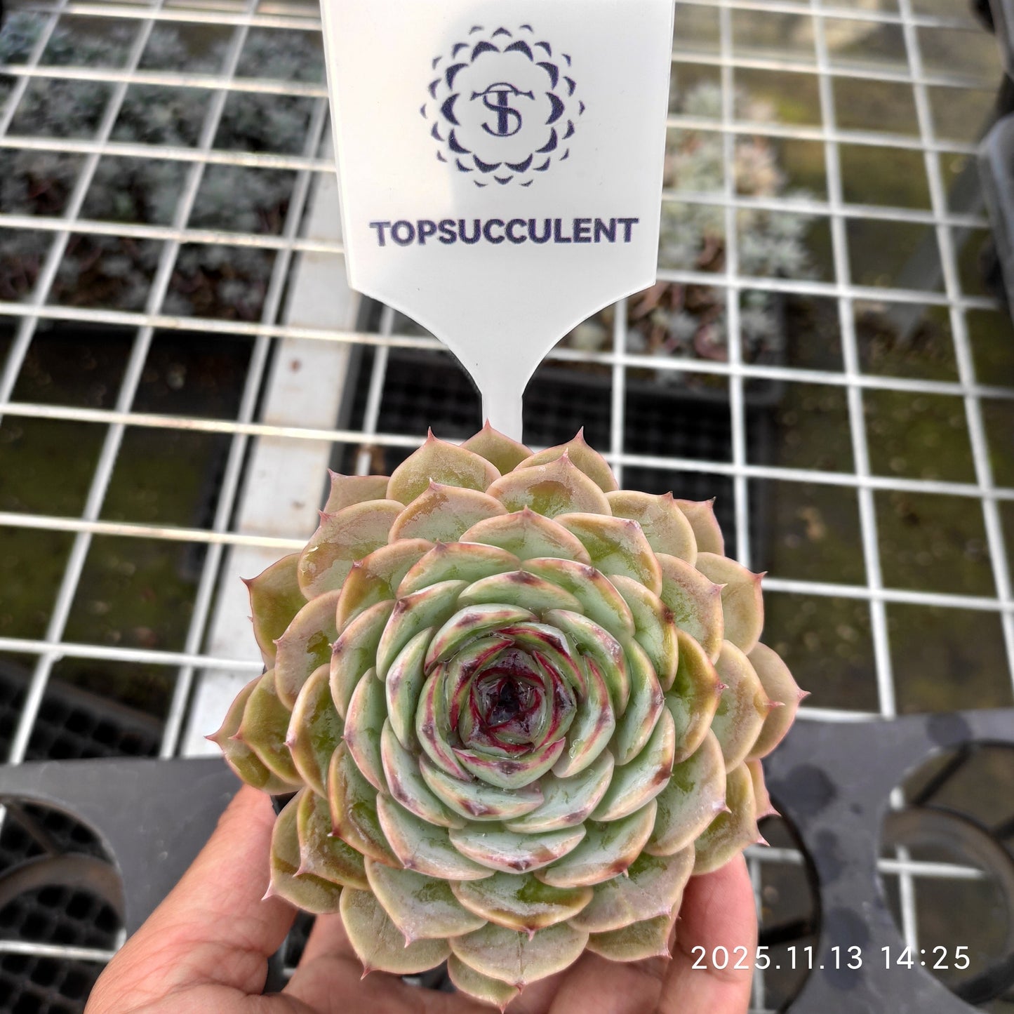 22469  ハート　オンスロー（9cm pot）