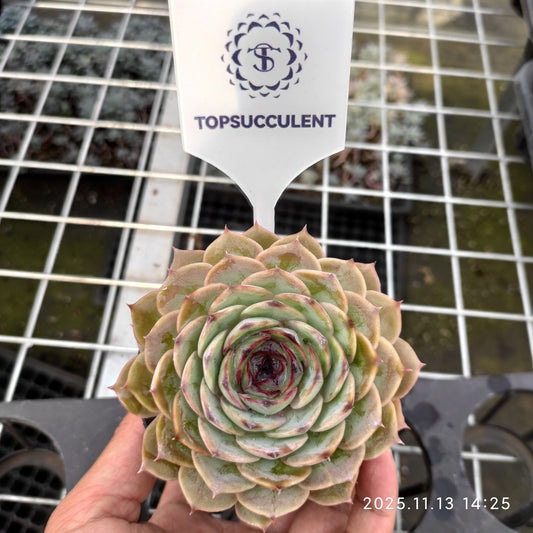 22469  ハート　オンスロー（9cm pot）