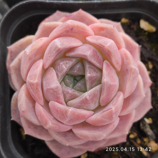QN394 アメイジンググレイス（7cm pot）