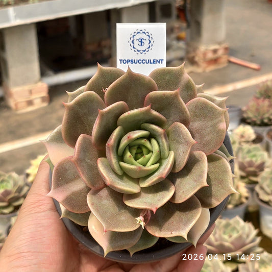 361593 バイカル ライク