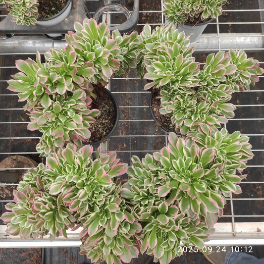 ON709 アエオニウム　ホワイトフェニックス綴化（15cm pot）